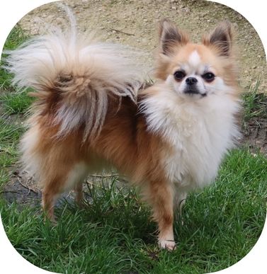 Ritchie, notre Don Juan Chihuahua